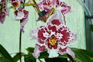 Oncidium Saint Clement