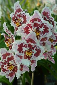 Oncidium Saint Clement