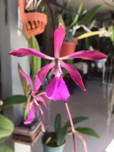 Encyclia Guadeloupe