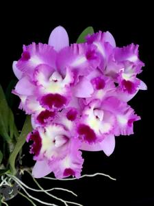 Cattleya Pink Spice