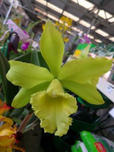 Rhyncholaeliocattleya Prada Green Deluxe