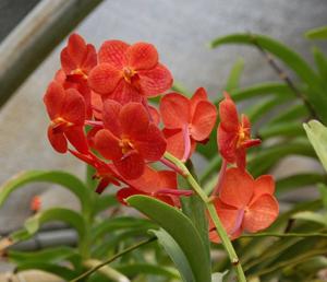 Vanda Dorothy Bennett