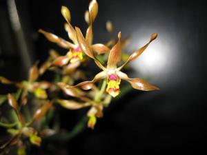 Dendrobium Rachelle Simpson