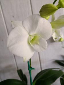 Dendrobium Sang White