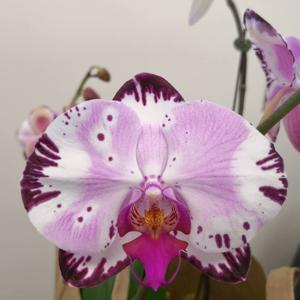 Phalaenopsis Yu Pin Dream Girl