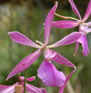 Encyclia Chiapas