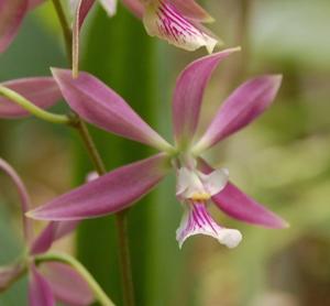 Encyclia Lee Ward