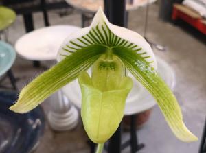 Paphiopedilum Oriental Wolf