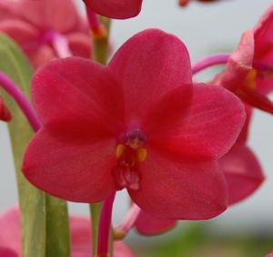 Vanda Fuchs Torch