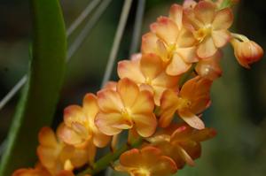 Vandachostylis Ladda Gold