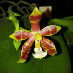 Phalaenopsis Mannosa