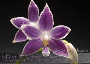 Phalaenopsis Germaine Vincent