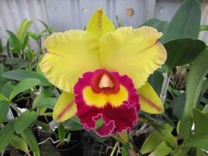 Rhyncholaeliocattleya Liu's Joyance