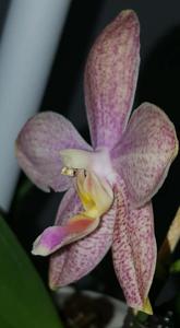 Phalaenopsis Tetrasambo-Tying Shin Popularity