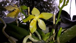 Phalaenopsis Yaphon Little Pixie