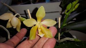 Phalaenopsis Yaphon Little Pixie