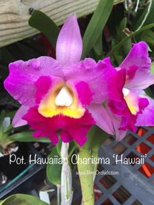 <i>Rhyncholaeliocattleya</i> Hawaiian Charisma