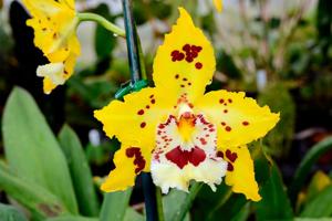 Oncidium Wearside Sunshine