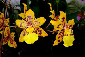 Oncidium Tiger Crow