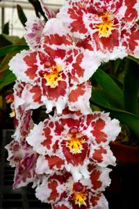 Oncidium Saint Clement