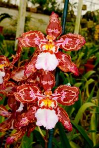 Oncidium Sheila Anne