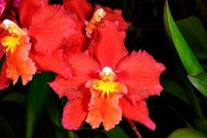 Oncidium Petite Shine