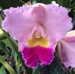 Cattleya Horace