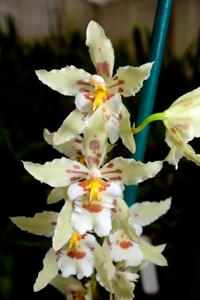 Oncidium Pesky Trance