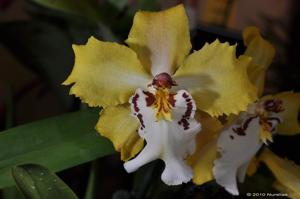 Oncidium Catamount