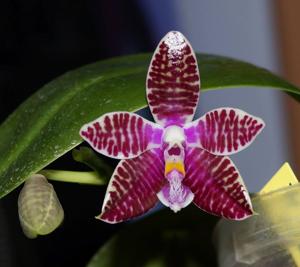 Phalaenopsis Chienlung Luedgiana