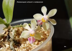 Phalaenopsis Grassau