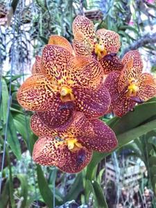 Vanda Debora Bachschmidt