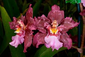 Oncidium Lisa Devos