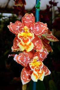 Oncidium Kendrick Williams