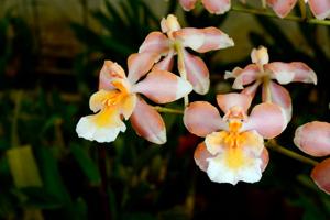 Oncidium Jean Du Pont