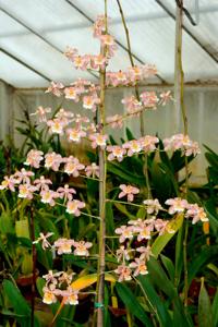 Oncidium Jean Du Pont