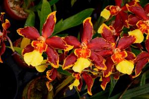 Oncidium Gold Rush