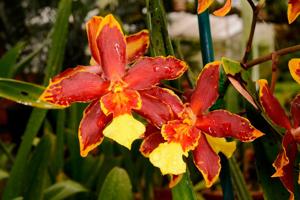 Oncidium Gold Rush