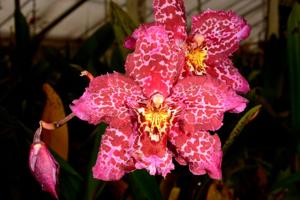 Oncidium Fort Point