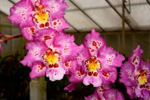 Oncidium Fort Point