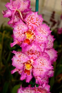 Oncidium Fort Point