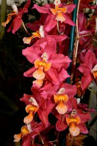 Oncidium California Cherub