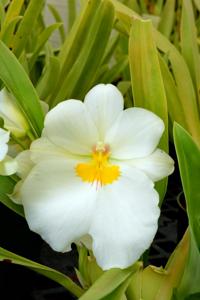 Miltoniopsis Rene Komoda