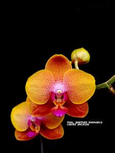 Phalaenopsis Brother Sara Gold