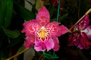 Miltonidium Aloha Passion