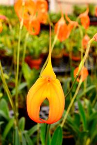 Masdevallia Heathii