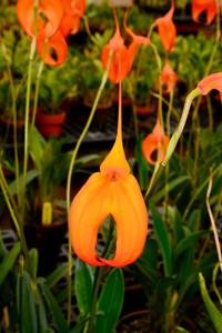 Masdevallia Heathii