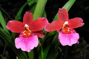 Oncostelopsis Hambühren