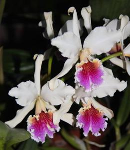 <i>Cattleya</i> Rex (1916)