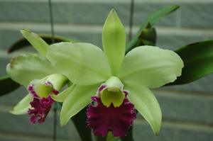 Rhyncholaeliocattleya Leaflet